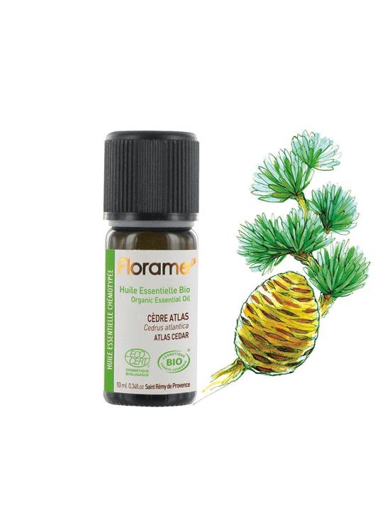 Erkek genel Sedir  (Cedrus atlantica)-10 ml