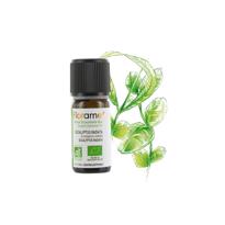 genel Okaliptus Radiata (Eucalyptus radiata)-10 ml 