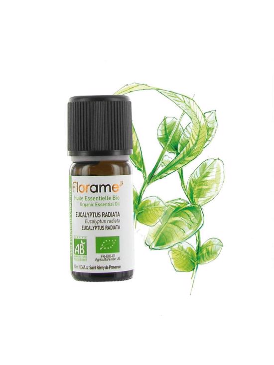 Erkek genel Okaliptus Radiata (Eucalyptus radiata)-10 ml