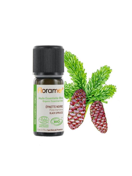 Erkek genel Kara ladin (Picea mariana) - 5 ml