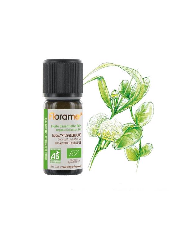 Erkek genel Okaliptus (Eucalyptus globulus)-10 ml