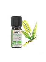 Erkek genel Niaouli (Melaleuca viridiflora)-10 ml