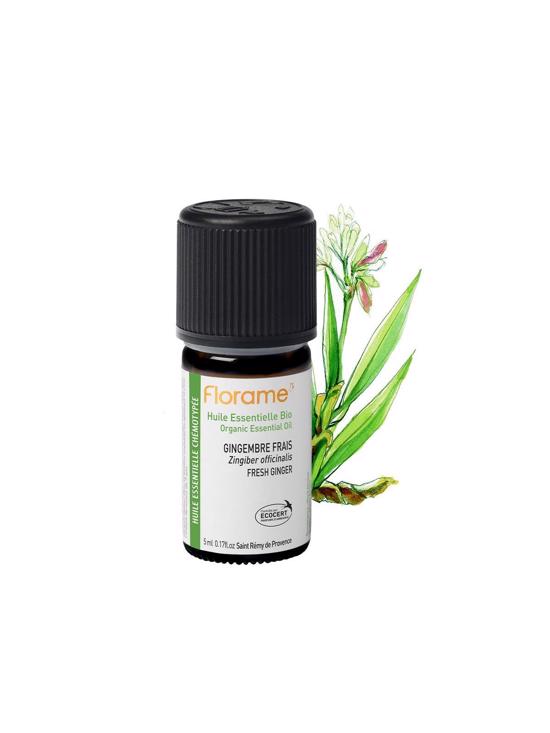 Erkek genel Zencefil (Zingiber officinalis) -5 ml